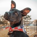 Second Chances Come with Four Paw iHeartDogs Standard Tee Heather Grey